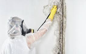 Best Mold Odor Removal Services in USA